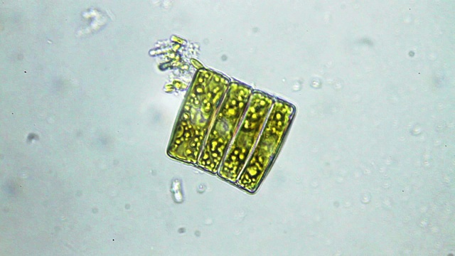 硅藻，微观视角视频素材