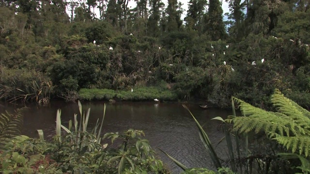 新西兰怀坦佐罗托自然保护区。白苍鹭。视频素材