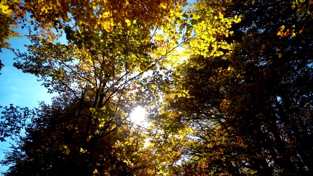 秋天的阳光照在森林里的树梢上视频素材
