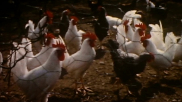 农场的鸡视频下载