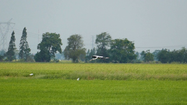 亚洲鸟在农村飞行。视频素材