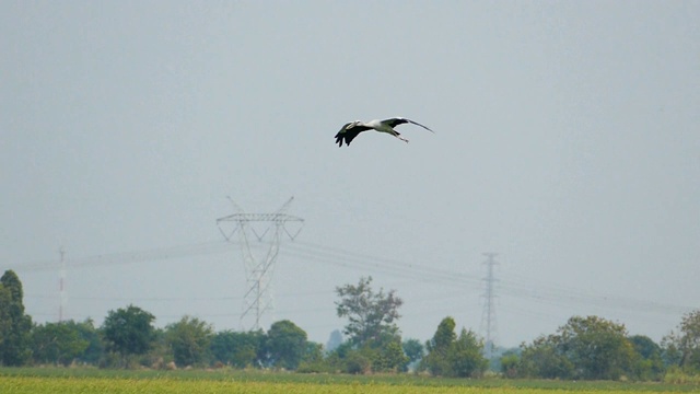 亚洲鸟在农村飞行。视频素材
