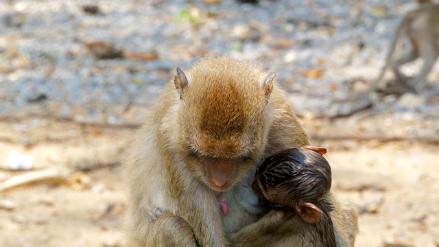 小猴子在妈妈的怀抱里。视频素材
