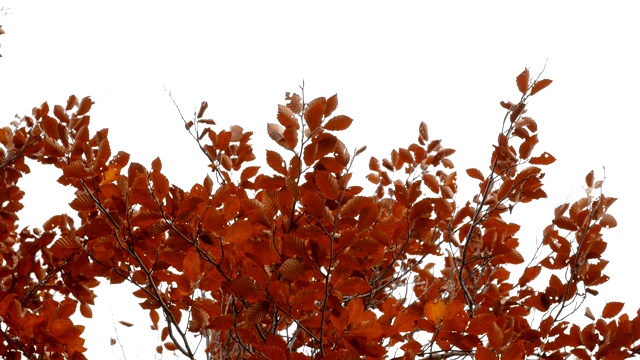 秋天的树在风中吹拂着白色的背景视频素材