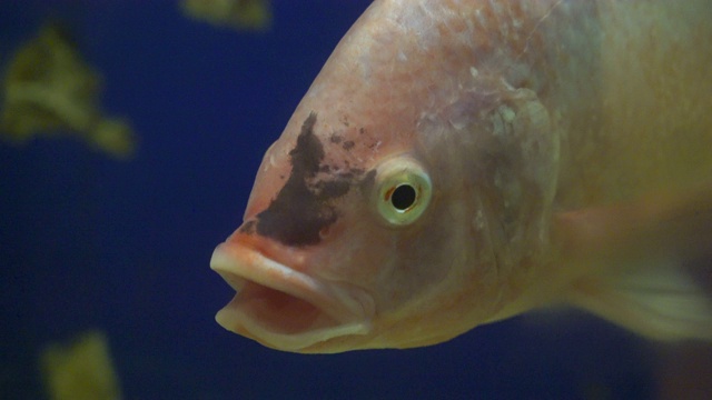 鱼在水族馆视频下载