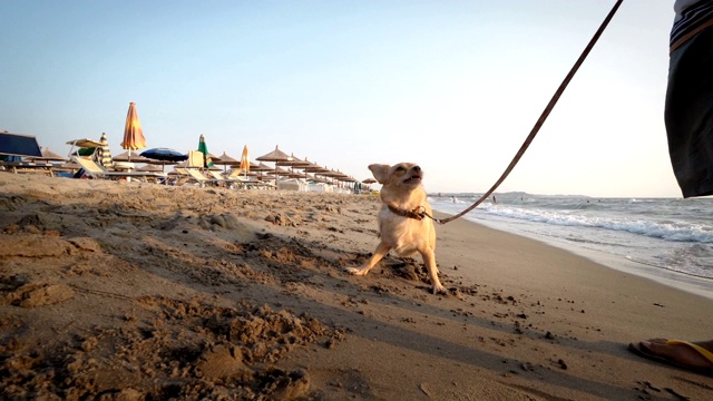 狗喜欢在海滩上玩耍。疯狂有趣欢快的小狗在蕾丝上，在沙滩上玩在沙滩上在夕阳下奔跑视频素材