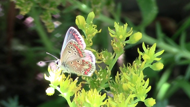 一朵花上的蝴蝶视频素材