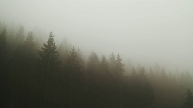 浓雾笼罩着森林视频下载