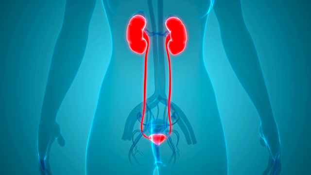 女性泌尿系统肾脏与膀胱解剖学视频素材