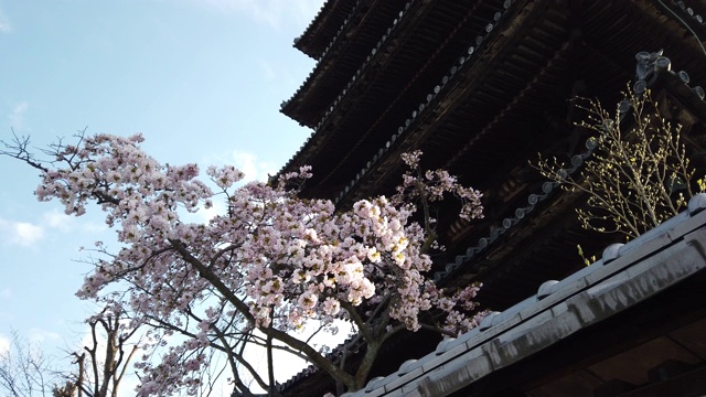 4K镜头拍摄日本京都清水坂和樱花视频下载