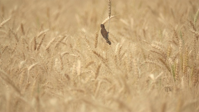 风中的小麦作物视频下载