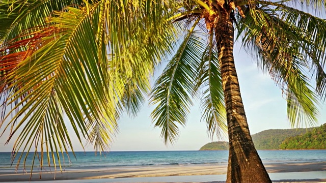 热带海滩上的棕榈树视频素材