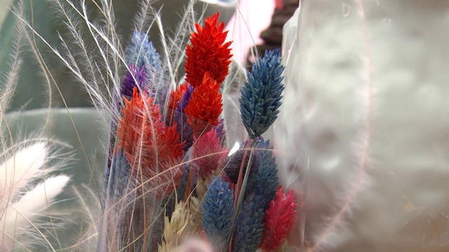 一束干燥的彩色花。花组成。一束红蓝相间的干花。视频下载