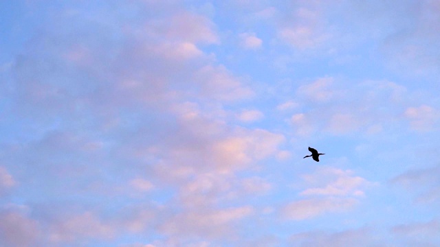 SLO MO一只鸟在早晨的天空飞翔视频素材