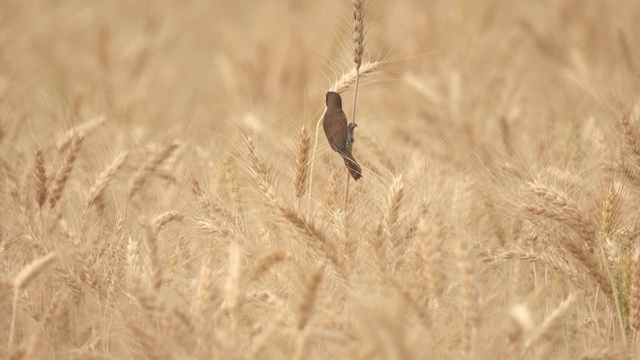 风中的小麦作物视频下载