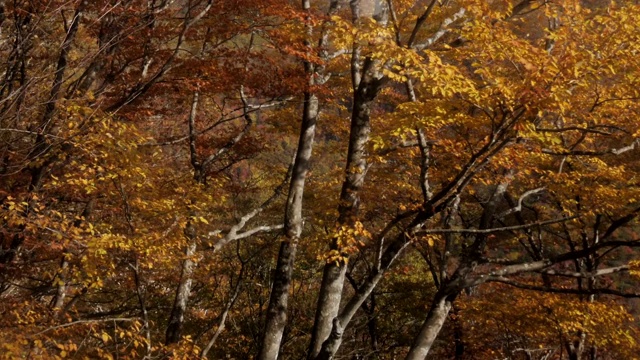秋天秋天的树在森林里视频素材