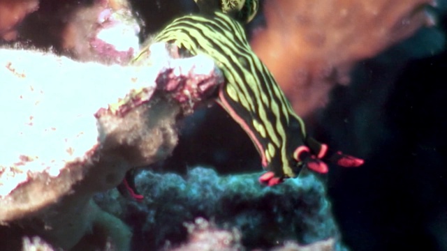 海蛞蝓是在深海水下寻找食物的裸鳃类动物。视频下载