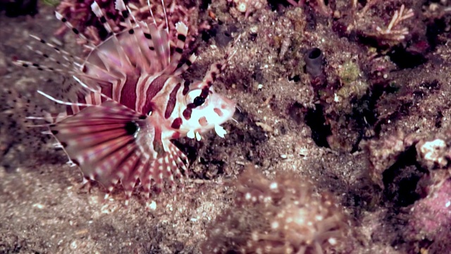 菲律宾水下世界的蝎子鱼。视频下载