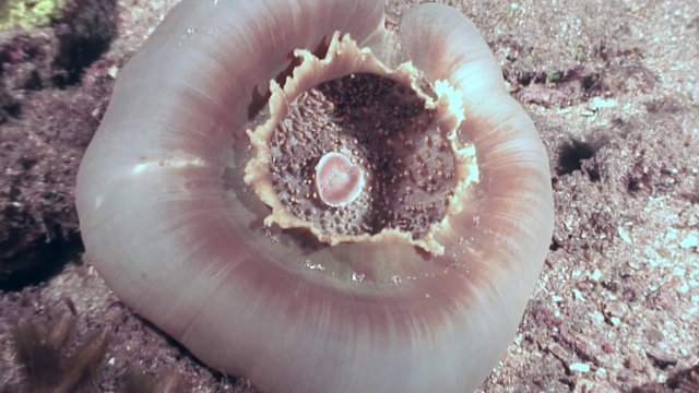 在菲律宾的深海中以球体的形式存在的银莲花。视频下载