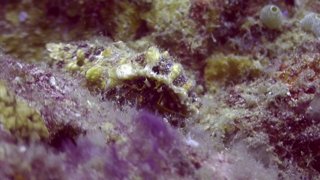 癌症隐士在贝壳水下在深海吃食物在菲律宾的海洋。视频下载
