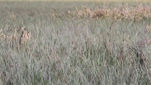 鹭打猎。视频素材