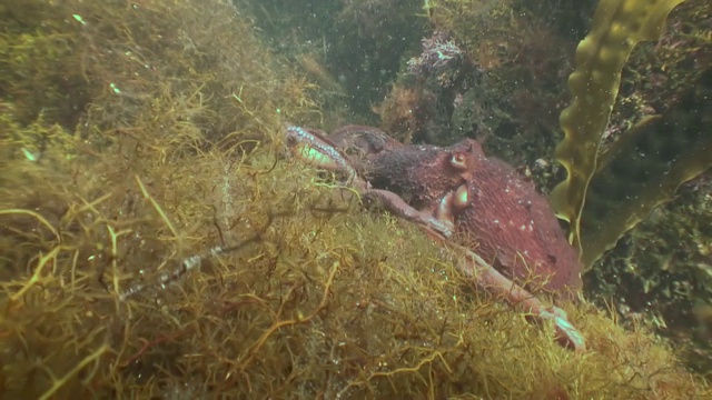 大章鱼在石头海床上寻找食物。视频素材