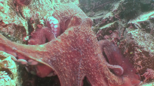 大章鱼在石头海床上寻找食物。视频素材
