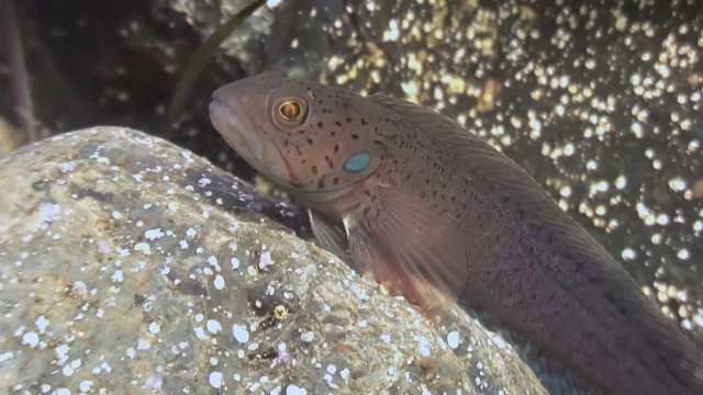 海底岩石中的一条小鱼。视频素材