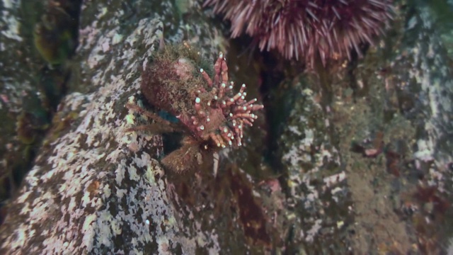 癌症寄居蟹在岩石海床上爬行。视频素材