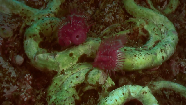 海底的海洋生物羽毛掸虫。视频素材