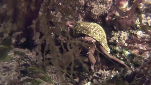 癌症寄居蟹在岩石海床上爬行。视频下载