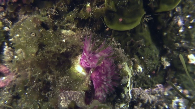海底的海洋生物羽毛掸虫。视频素材