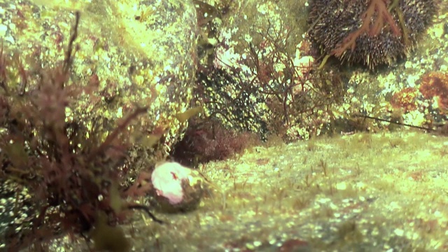 癌症寄居蟹在岩石海床上爬行。视频素材