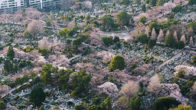 日本东京青山公墓鸟瞰图视频素材