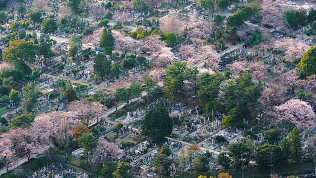 日本东京青山公墓鸟瞰图视频素材