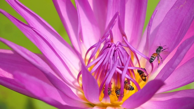 蜜蜂在荷花中的慢动作视频素材