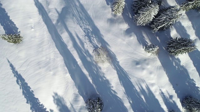 在积雪覆盖的景观中，针叶树有着长长的阴影，冬天。视频素材