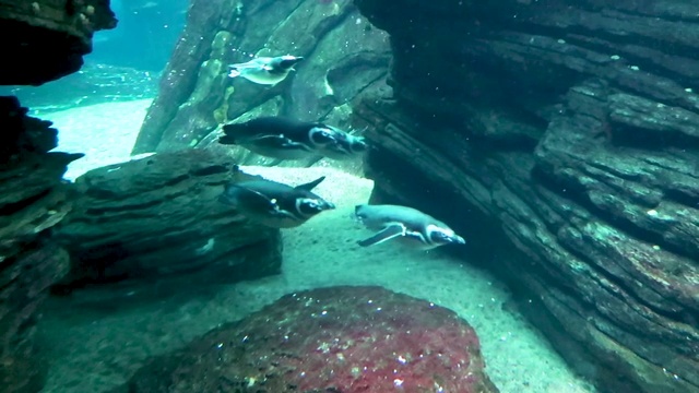 水下世界，企鹅游向相机并游过视频素材