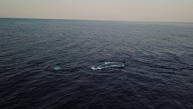 鸟瞰图一群座头鲸在清晨向照相机移动。这些镜头是在这些鲸鱼每年冬季沿着非洲东海岸向北迁移到温暖水域时拍摄的。视频素材