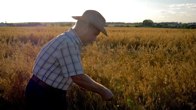 戴牛帽的农民商人在田里检查谷物的成熟视频素材