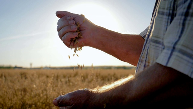 农民把金黄成熟的谷物从手背倒在地里视频素材