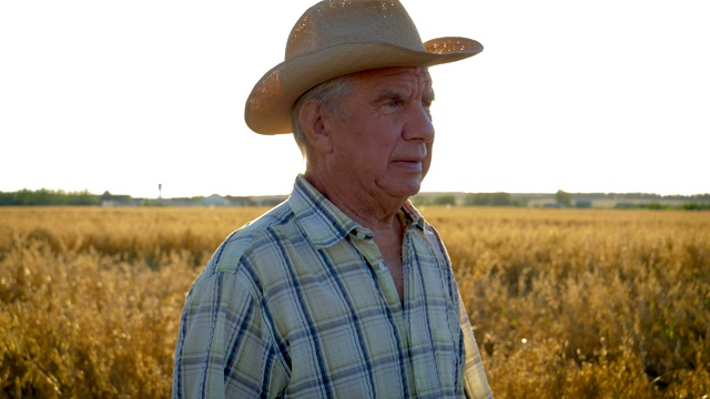 高级白人男子在一个牛仔帽漫步在麦田在日落近距离视频素材