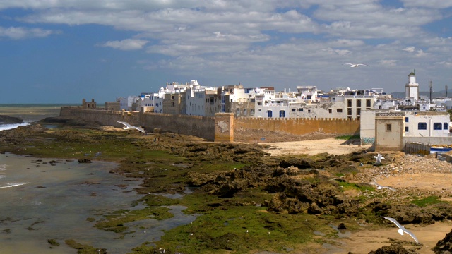 摩洛哥大西洋沿岸的埃索维拉市。海鸥飞行。视频素材