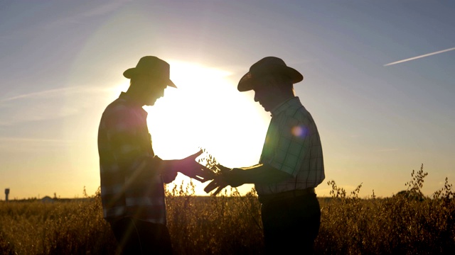 两个在田里干活的农民在检查谷物的成熟视频素材