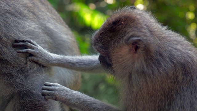 慢动作倾斜:可爱的猴子在丛林中互相梳理视频素材