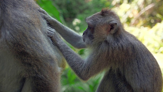 慢镜头:可爱的猴子在丛林里互相梳理毛发视频素材