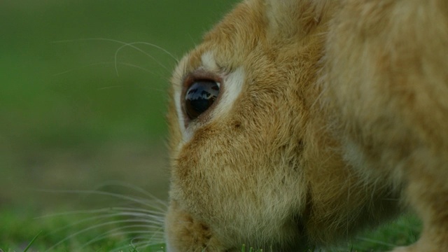 Profile CU野生家兔吃草近摄像机TD从耳朵视频下载