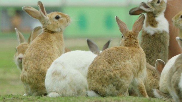 PAN通过一群野生家兔被喂食视频下载