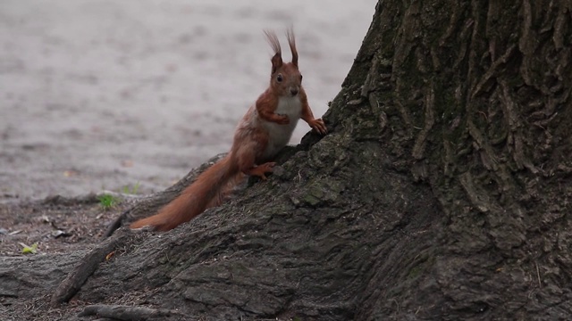 松鼠红毛滑稽地在春城公园里奔跑视频素材
