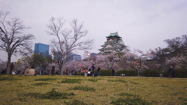 日本大阪城堡里的4K平移延时樱花树视频素材
